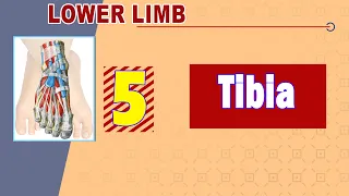 05. Tibia (عظمة القصبه)