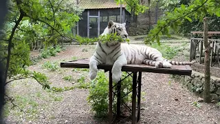 Белая бенгальская тигрица КУПАЕТСЯ в зелени!