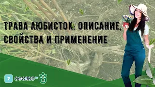 Трава любисток: описание, свойства и применение