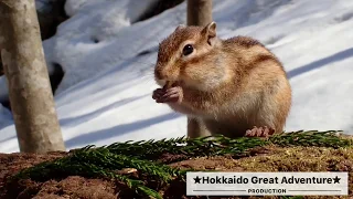 2019年3月18日札幌スノーハイク