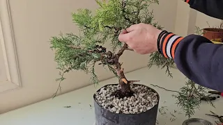 nursery stock juniper to bonsai.(someday)!