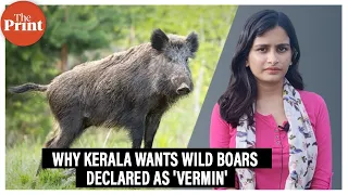 Why does Kerala want to declare wild boars as 'vermin'? A history of human-wild boar conflict