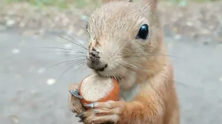 Ушастик лихо вскрывает орехи / Squirrel famously opens nuts
