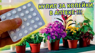 1 ТАБЛЕТКА НА ЛИТР ВОДЫ И КОМНАТА ПРЕВРАТИЛАСЬ В ЦВЕТУЩИЙ САД. ПОДКОРМКА КОМНАТНЫХ РАСТЕНИЙ ЗИМОЙ.