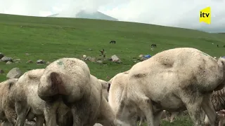Kəlbəcərin dağlarına köç edən çobanların yaylaq həyatı