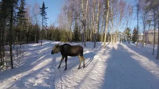 Staring down a moose