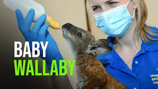 Wallaby Joeys Born At Brookfield Zoo