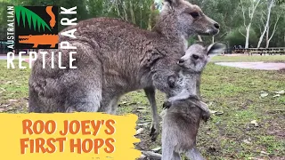 Kangaroo joey takes first hops