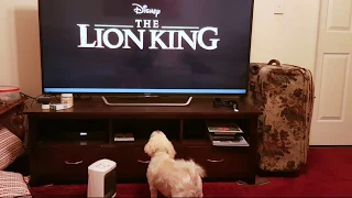 my stupid dog barks at The Lion King trailer