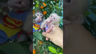 #monkey #animals #funny #trendingshorts #viral #smart #cutebaby #memes #shorts #viralshorts