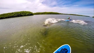 Manatees Charge SUP Paddleboarders