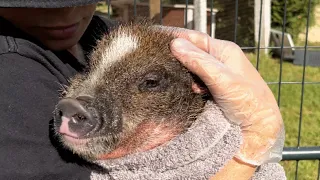 Piglet found all alone gets a second chance at life