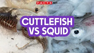 Cuttlefish VS Squid | How to Identify Them?