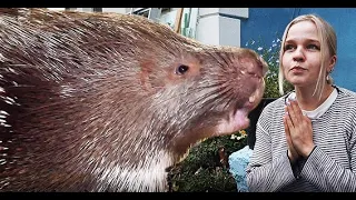 Опасные ручные дикобразы перед наступлением зимы. Dangerous porcupines