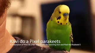 Budgie (parakeet) speaks to owner: 24 unique words plus improvised phrases!