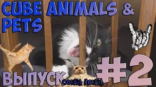 Лучшие кубы (COUB) Animals & Pets по версии COUBik Выпуск #2