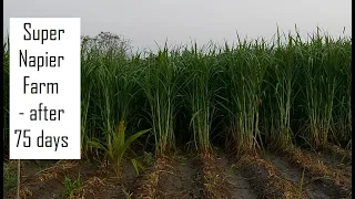 Super Napier grass for Dairy Farming in Tamil Nadu @ 9790987145 / High yielding green fodder grass