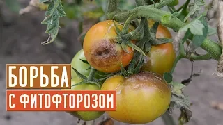 СЕЗОН ФИТОФТОРОЗА В РАЗГАРЕ ! Как спасти урожай? / Садовый гид