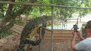funny big crocodile attack jumps fence at tour guide