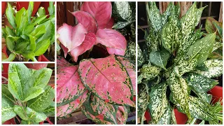 How to Make Aglaonema Grow FAST || Make Your Aglaonema / Chinese Evergreen Grow FAST |Fun Gardening