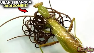 five giant parasites explode out of zombie praying mantis