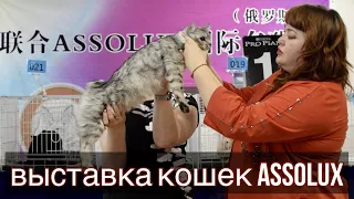 Выставка кошек ASSOLUX - 16.05.2021г. Юлия Бондарцова