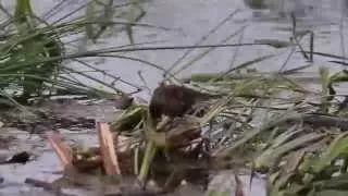 Female Red-Winged Blackbird gathering nest materials