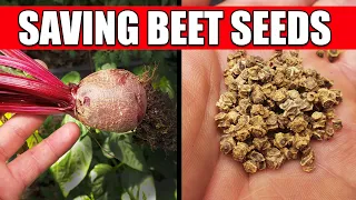 How To Collect And Save Beet Seeds