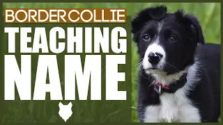 How To Teach Your BORDER COLLIE PUPPY Their Name
