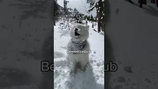 Did you know that landclouds also have demon forms? 👹 #dog #samoyed #funny