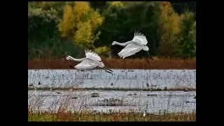 А Северный.  Далеко, далеко журавли улетели...