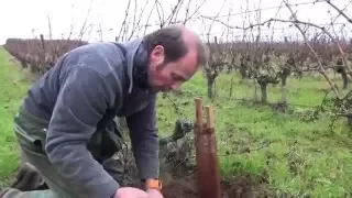 Réussir le regreffage en fente sur une vigne atteinte d'esca