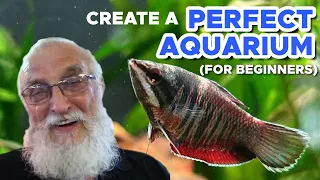 HOW TO CREATE A PERFECT AQUARIUM THE FIRST TIME YOU TRY