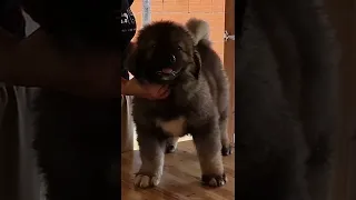 Caucasian Shepherd Dog Transformation🔥 #shorts