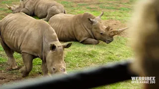 Virtual Safari Tour at Werribee Open Range Zoo