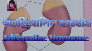 অ্যাড্রিনালিন হরমোন। জীববিজ্ঞান। Adrenaline Hormone.... Biology