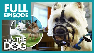 This Terrier Is a 'THUG' & Can't Be Trusted! | Full Episode | It's Me or the Dog