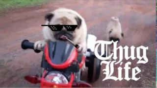 Pug Life - Thug Life!!!