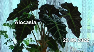 Die Welt der Alocasia und erster Versuch die Pflanze durch Samen zu vermehren und anderes über Pflan