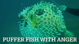 [Dive119]Puffer fish, you meet while scuba diving. 화가난 복어.angry puffer fish.!!!