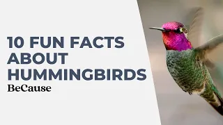 10 Fun Facts About Hummingbirds