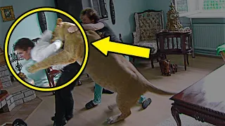 Lioness Sees Her Old Trainer After Years Of Being Apart, Her Reaction Is Incredible