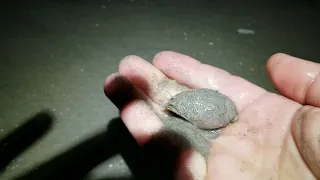 CATCHING MONSTER SAND FLEAS AT NIGHT BY HAND, No Tools Required