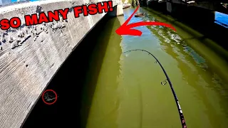 This is Why You FISH Under BRIDGES! **So Many Fish** (Galveston TX)