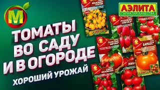 🍅 ТОМАТЫ во саду и в огороде. Урожай 2021.