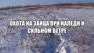 Охота на зайца при наледи и сильном ветре