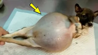 The dog's belly was swollen to the point of a ball. The veterinarian was horrified!