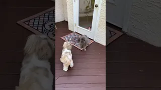 Annoyed Cat Goes After Dog, So Funny! 😾🐶 No Animals Were Harmed 😂  #shorts #bluepersian #shihtzu