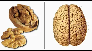 Les organes peuvent être soignés par les aliments auxquels ils ressemblent