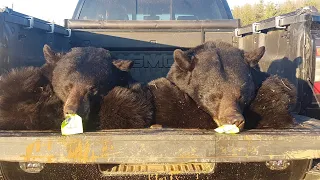Back to Back Monster Black Bears: Alberta Black Bear Hunting